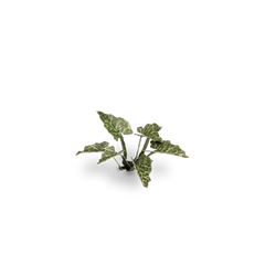 Gamers Grass Laser Plants Assorted Styles | Odin's Place