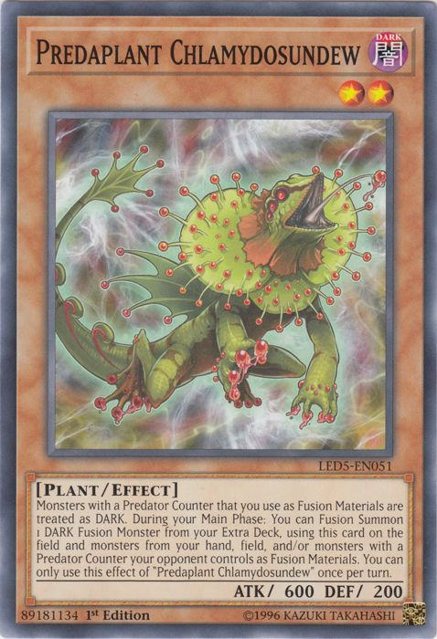 Predaplant Chlamydosundew [LED5-EN051] Common | Odin's Place