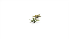 Gamers Grass Laser Plants Assorted Styles | Odin's Place
